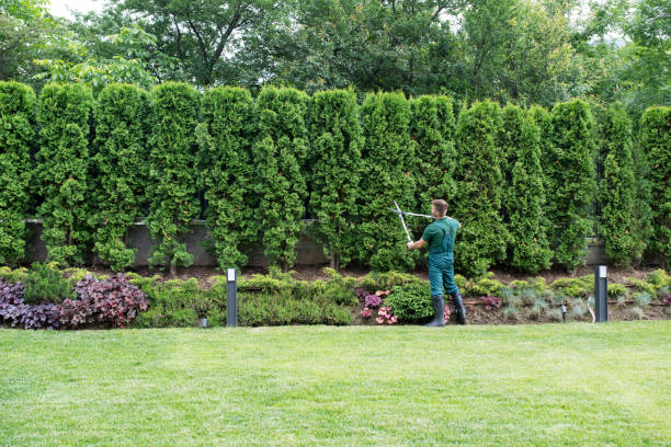 How Our Tree Care Process Works  in  Merrick, NY